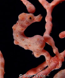 Pygmy Seahorse- Hippocampus Denise? by Sam Taylor 